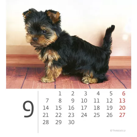 Kalendář 2020 HELMA 365 Mini Puppies SM21-20