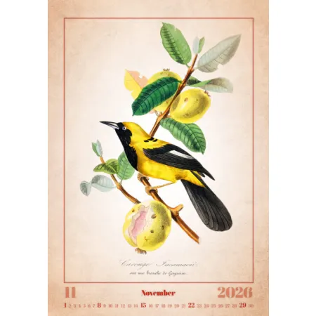 Kalendář Aviarium (N143-26)