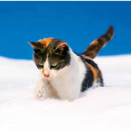 Kalendář Cats (LP01-24)