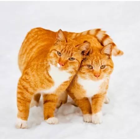 Kalendář Cats (LP01-24)