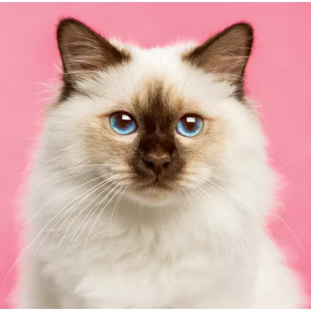 Kalendář Cats (LP01-24)