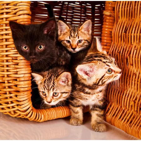 Kalendář Cats (LP01-24)