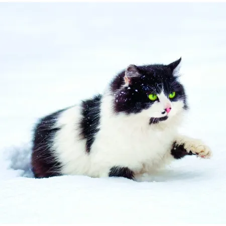 Kalendář Cats (LP01-26)