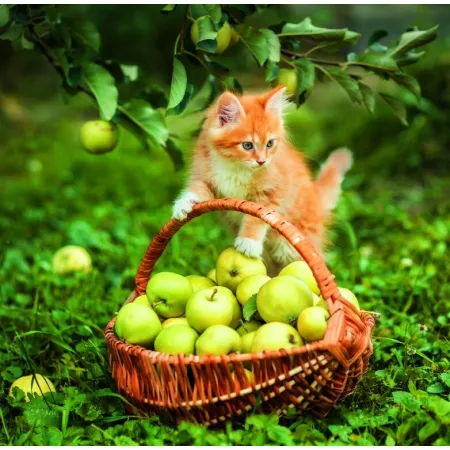 Kalendář Cats (LP01-26)