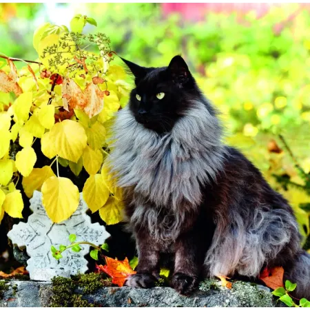 Kalendář Cats (LP01-26)