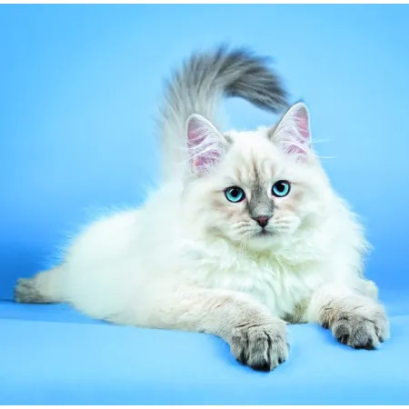 Kalendář Cats (LP01-26)