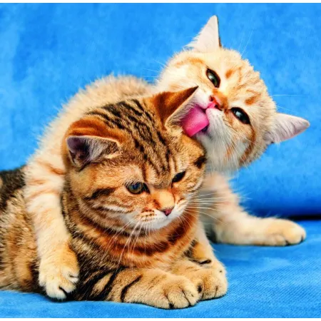 Kalendář Cats (LP01-26)