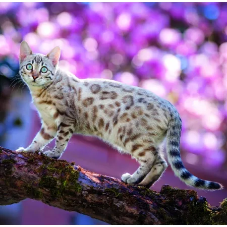 Kalendář Cats (LP01-26)