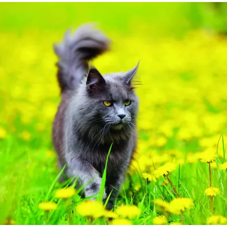 Kalendář Cats (LP01-26)