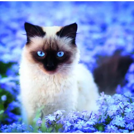 Kalendář Cats (LP01-26)