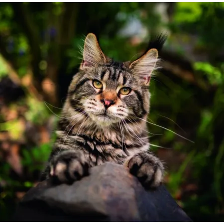 Kalendář Cats (LP01-26)