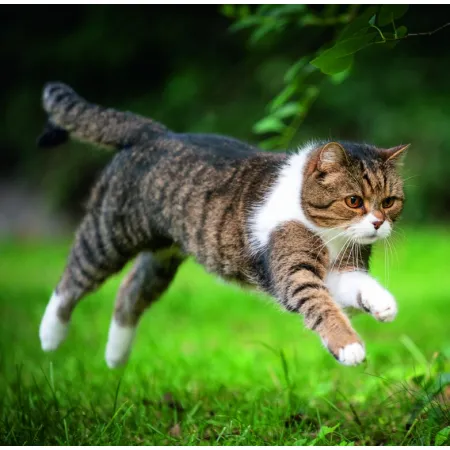 Kalendář Cats (LP01-26)