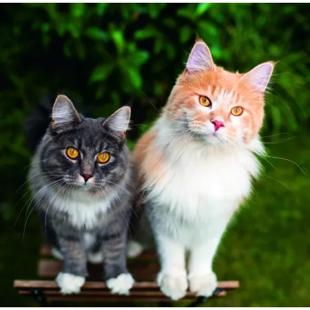 Kalendář Cats (LP01-26)