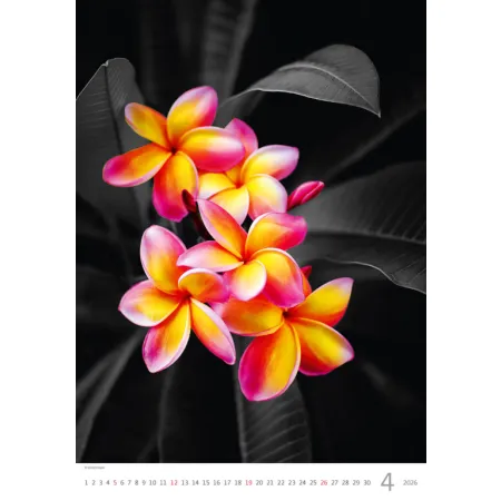 Kalendář Colour Art (N148-26)