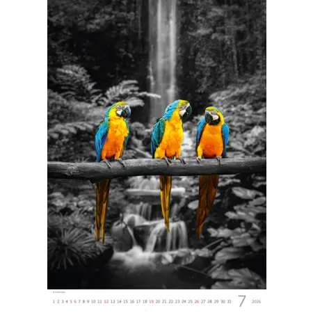 Kalendář Colour Art (N148-26)