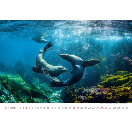 Kalendář Deep Blue (N136-26)