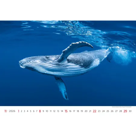 Kalendář Deep Blue (N136-26)