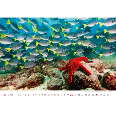 Kalendář Deep Blue (N136-26)