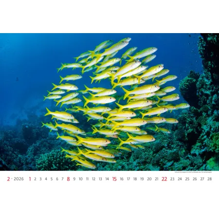 Kalendář Deep Blue (N136-26)