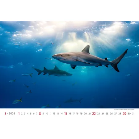 Kalendář Deep Blue (N136-26)
