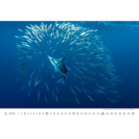 Kalendář Deep Blue (N136-26)