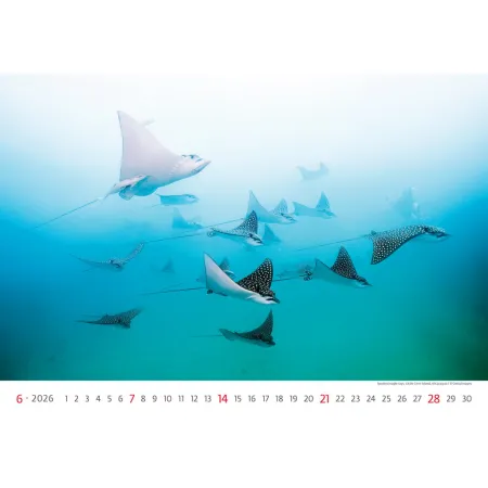 Kalendář Deep Blue (N136-26)