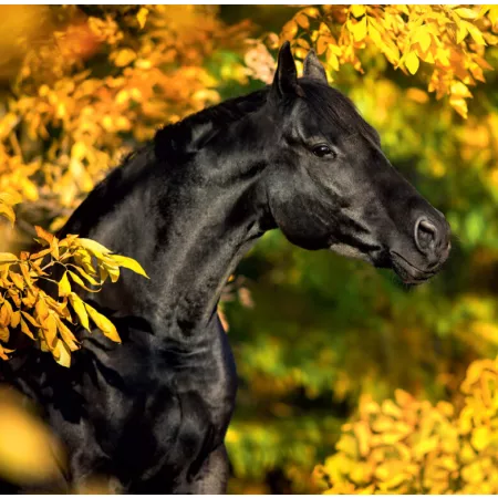 Kalendář Horses (LP03-25)