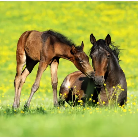 Kalendář Horses (LP03-25)