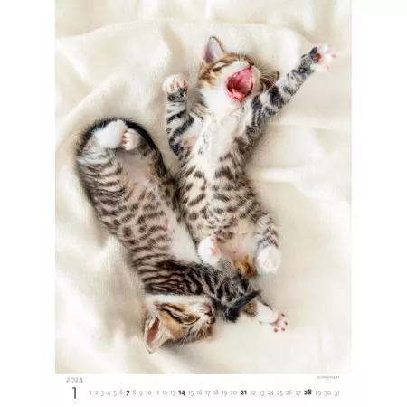 Kalendář Koťátka (N180-24)