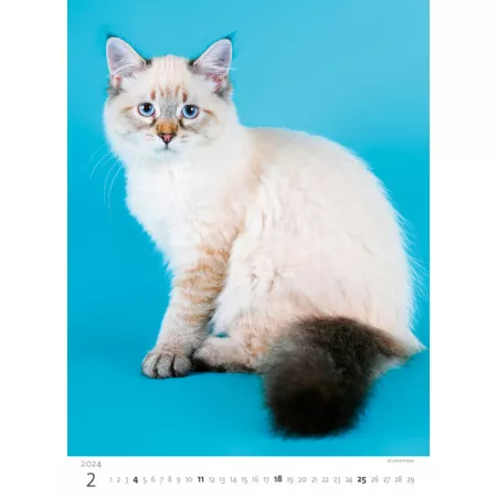 Kalendář Koťátka (N180-24)