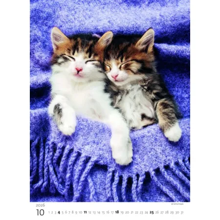 Kalendář Koťátka (N180-26)