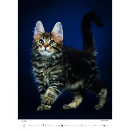 Kalendář Koťátka (N180-26)