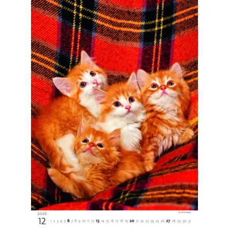 Kalendář Koťátka (N180-26)