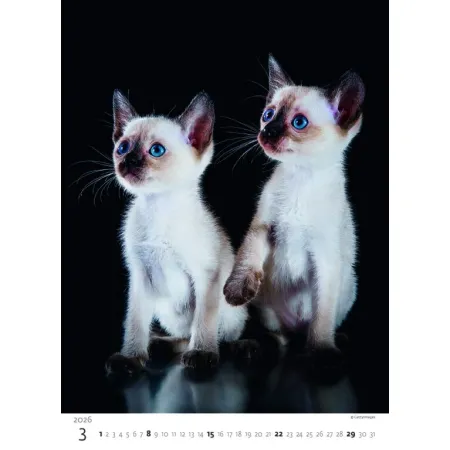 Kalendář Koťátka (N180-26)