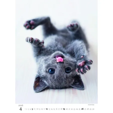 Kalendář Koťátka (N180-26)