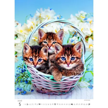 Kalendář Koťátka (N180-26)