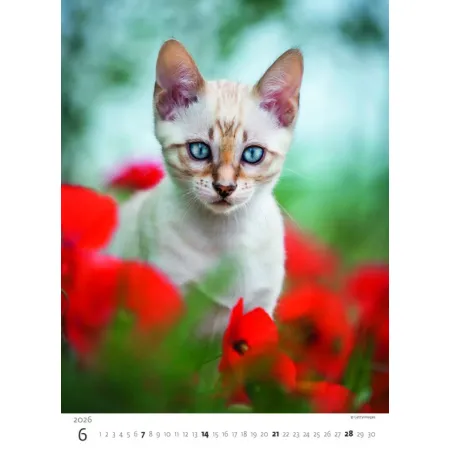 Kalendář Koťátka (N180-26)