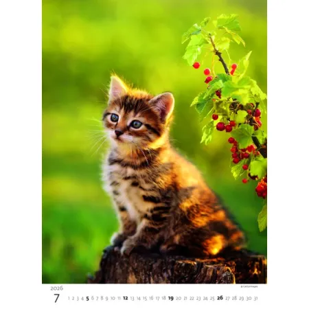 Kalendář Koťátka (N180-26)