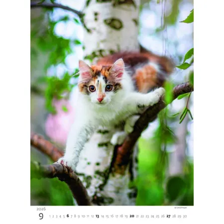 Kalendář Koťátka (N180-26)