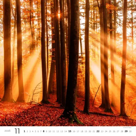 Kalendář Les (N171-26)