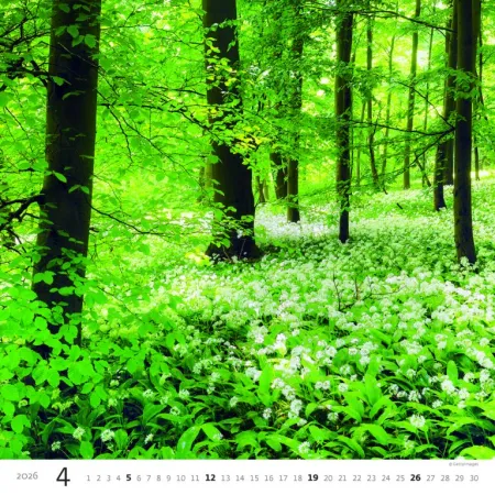 Kalendář Les (N171-26)