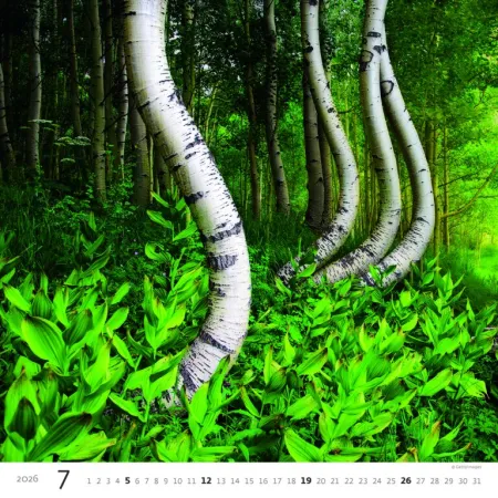 Kalendář Les (N171-26)