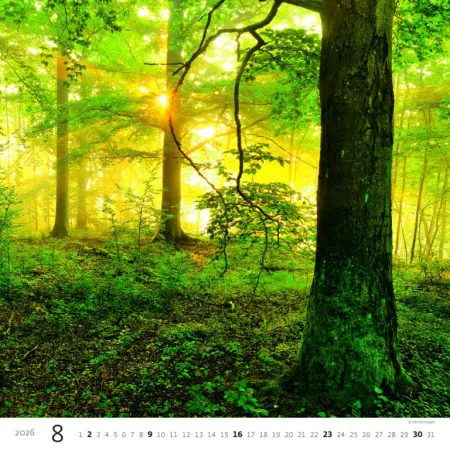 Kalendář Les (N171-26)