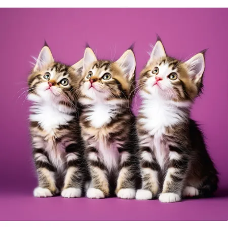 Kalendář Mazlíčci - vázanka (N196-26)