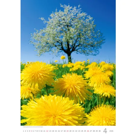 Kalendář Nature Emotions (N140-26)