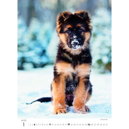 Kalendář Štěňátka (N181-26)
