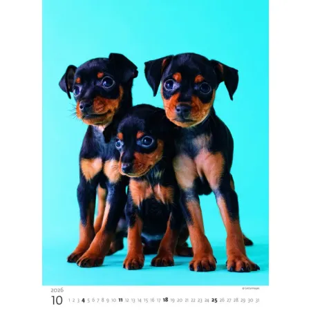 Kalendář Štěňátka (N181-26)