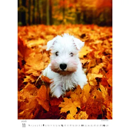 Kalendář Štěňátka (N181-26)