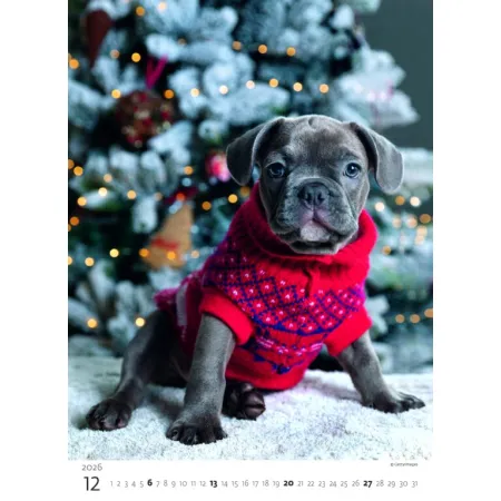 Kalendář Štěňátka (N181-26)