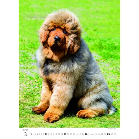 Kalendář Štěňátka (N181-26)
